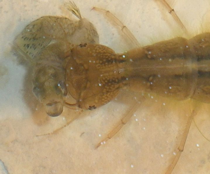 Larva di Dytiscidae da vicino